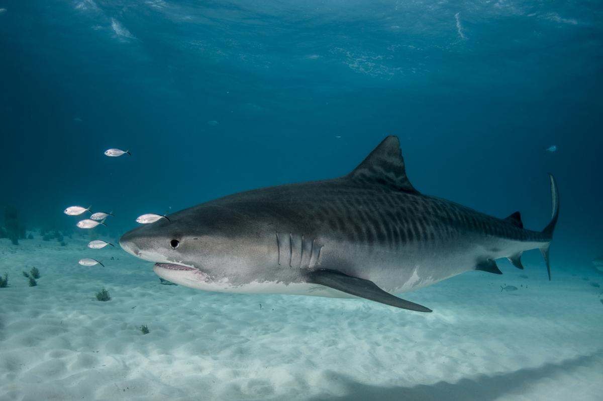 Read more about the article Dive with Tiger Sharks in Fuvamulah Island