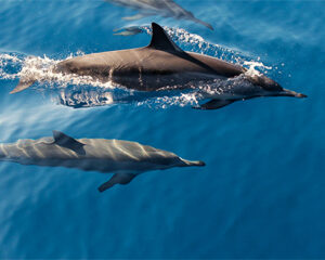 Dolphins swimming at the ocean surface