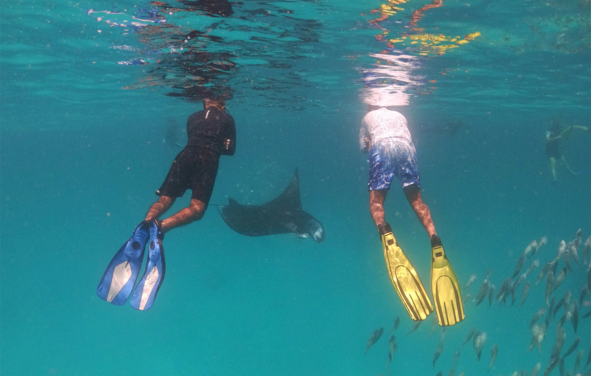 Manta Ray Feeding Frenzy