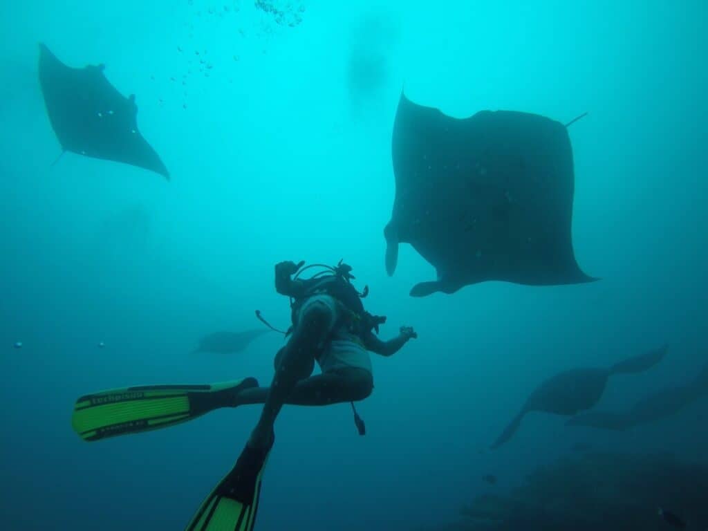 Diving with Manta Rays