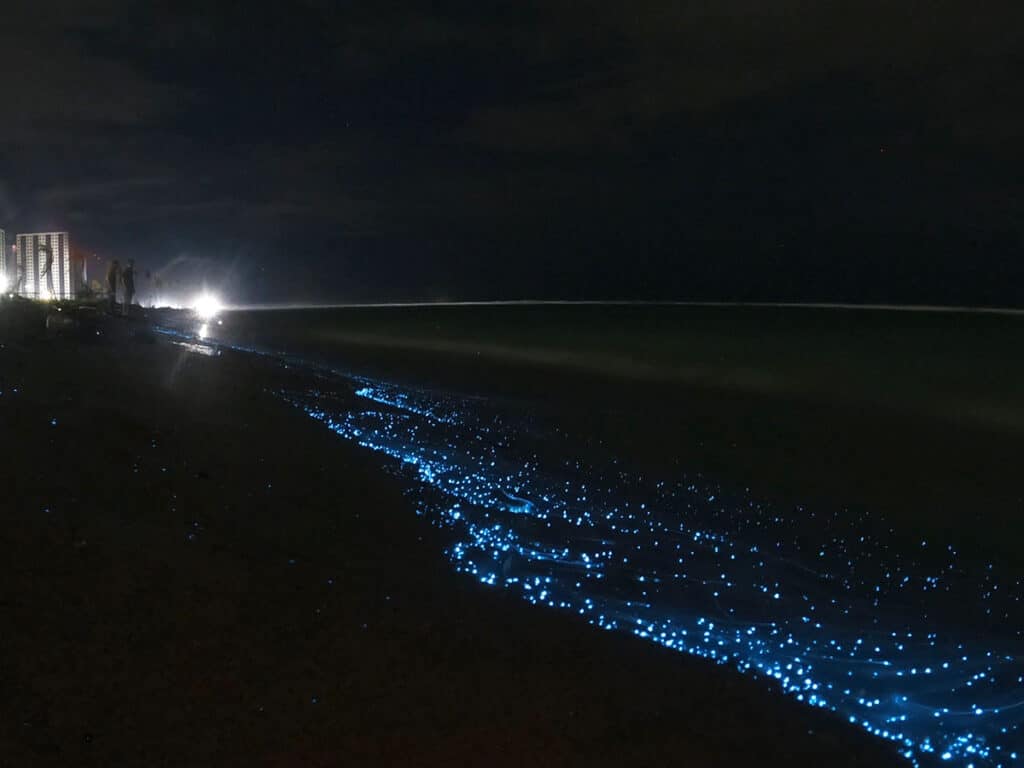 Bioluminescent Planktons in Hulhumale Beach