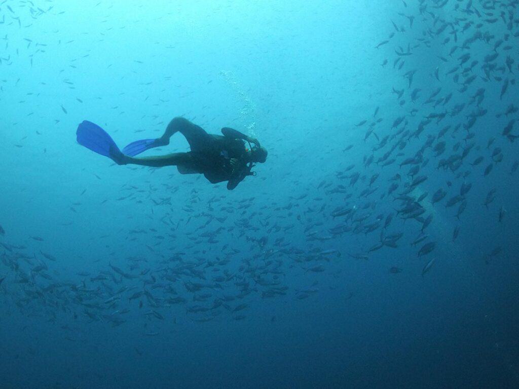 Scuba Diver in middle of School of Fish