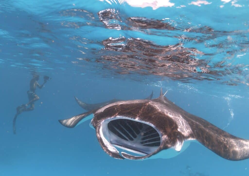 Snokeling with Manta Rays in Maldives